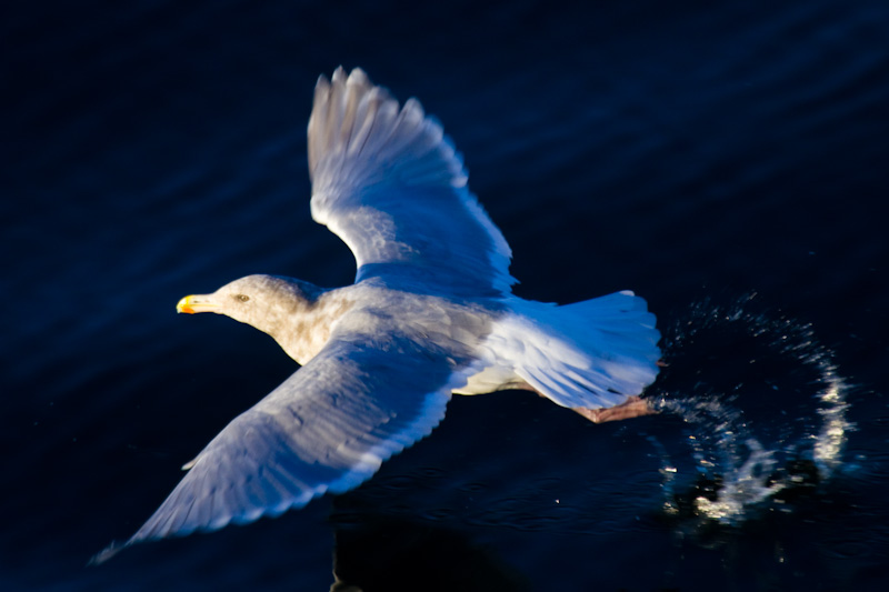 Gull Taking Flight
